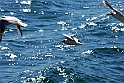 Lago di Como_043